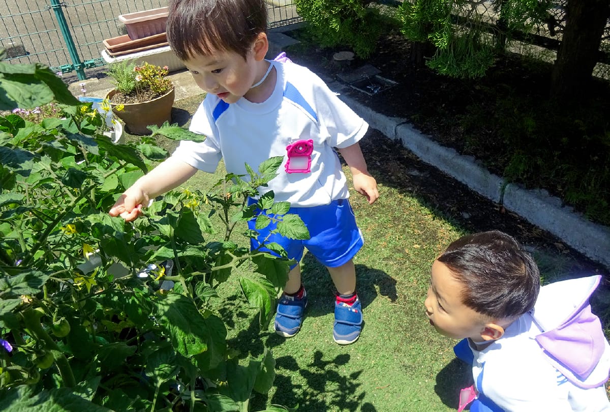 みどり菜園